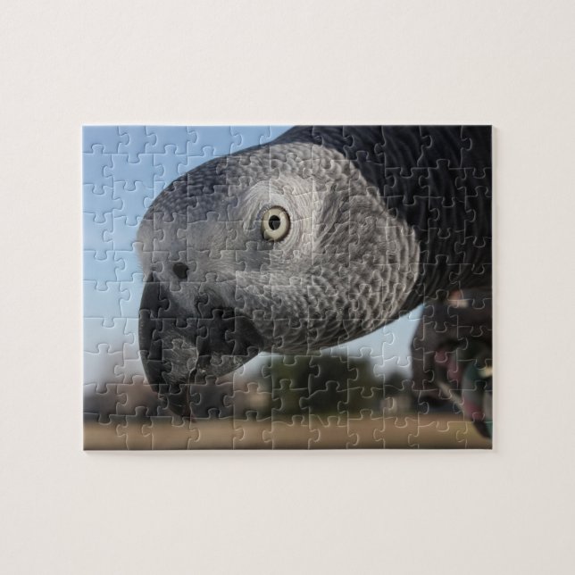 Puzzle Curieux perroquet gris du Congo (Horizontal)