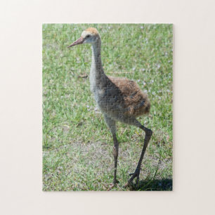 Puzzle Cute Bird Nature Faune Floride Grue de Sandhill