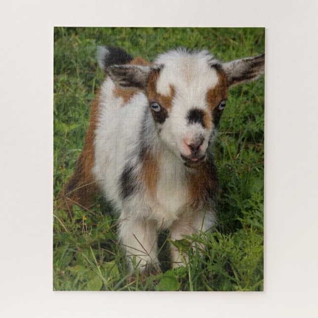 Puzzle Cute Blue Eyed Nigeria Dwarf Dairy Goat Kid (Vertical)