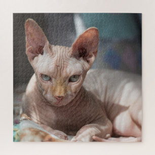 Puzzle Cute Chat Lounge sans fourrure
