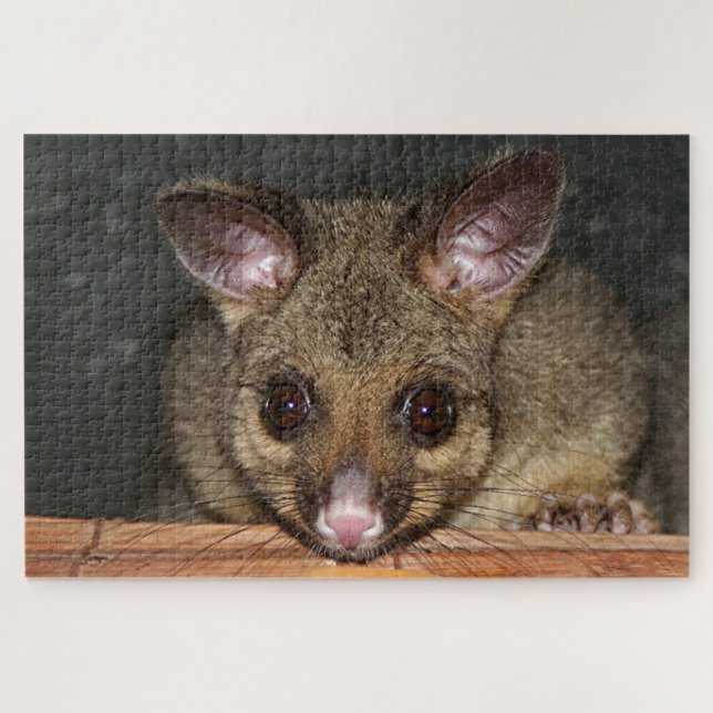Puzzle Cute Posum australien (Horizontal)