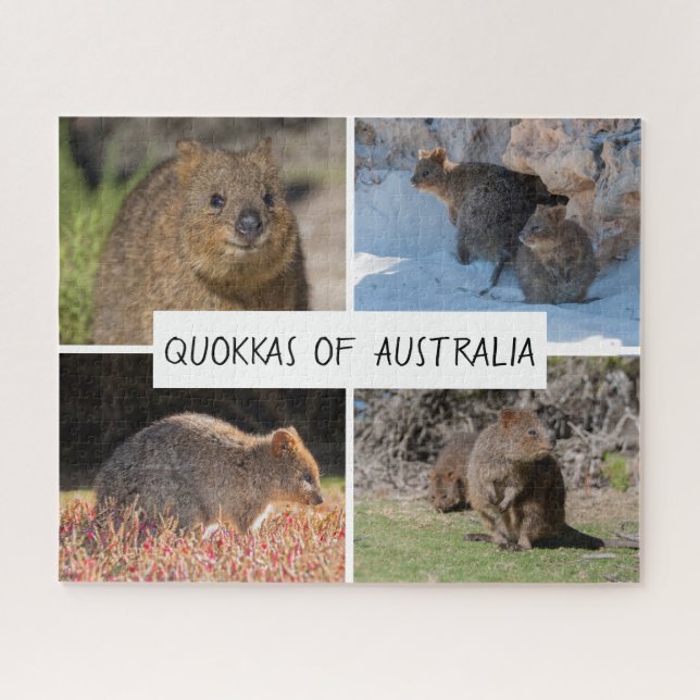 Puzzle Cute Quokka Animal Wildlife Australia, 520 pièces (Horizontal)
