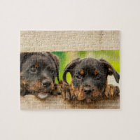 Cute Rottweiler chiots Chien Nature animale