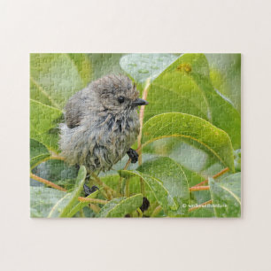 Puzzle Cute Wet Young Bushtit Songbird sur le Laurel
