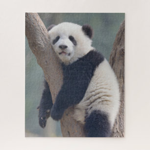 Puzzle Cutest Baby Animals   Baby Panda Bear Sleeping