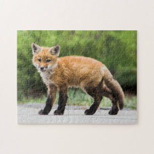 Puzzle Cutest Baby Animals   Cutey Fox