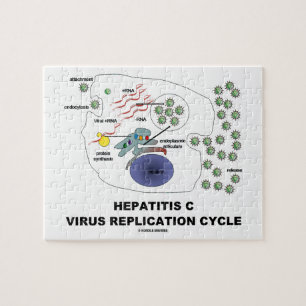 Puzzle Cycle viral de reproduction de l'hépatite C