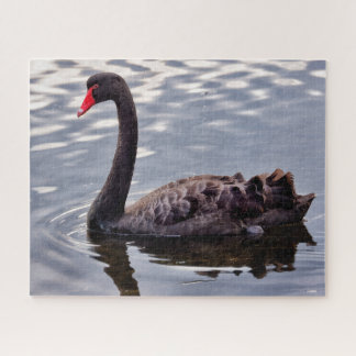 Puzzle Cygne noir d'Australie