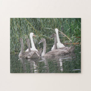 Puzzle Cygnes et Cygnets