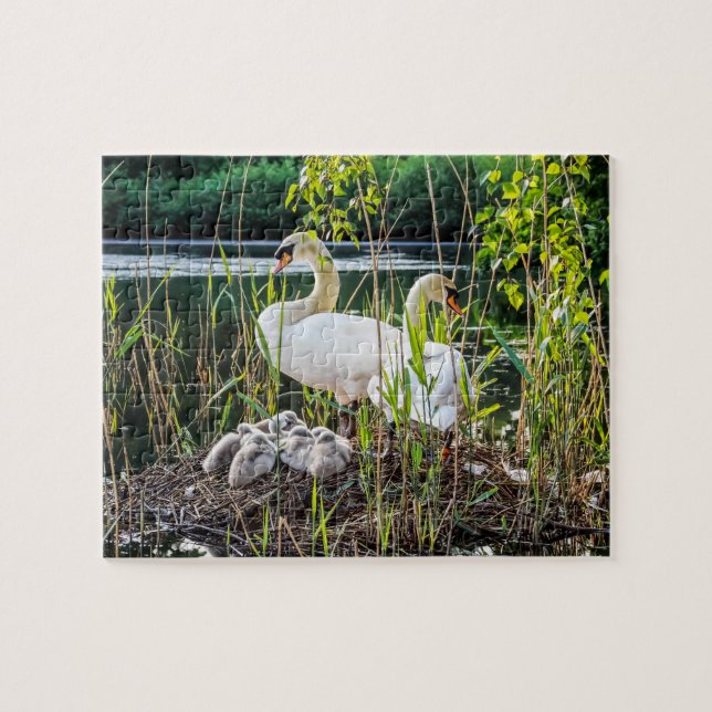Puzzle Cygnes et jeunes cygnes (Horizontal)