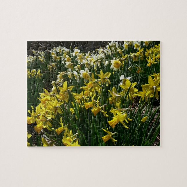 Puzzle Daffodiles jaunes et blancs Fleurs de printemps (Horizontal)