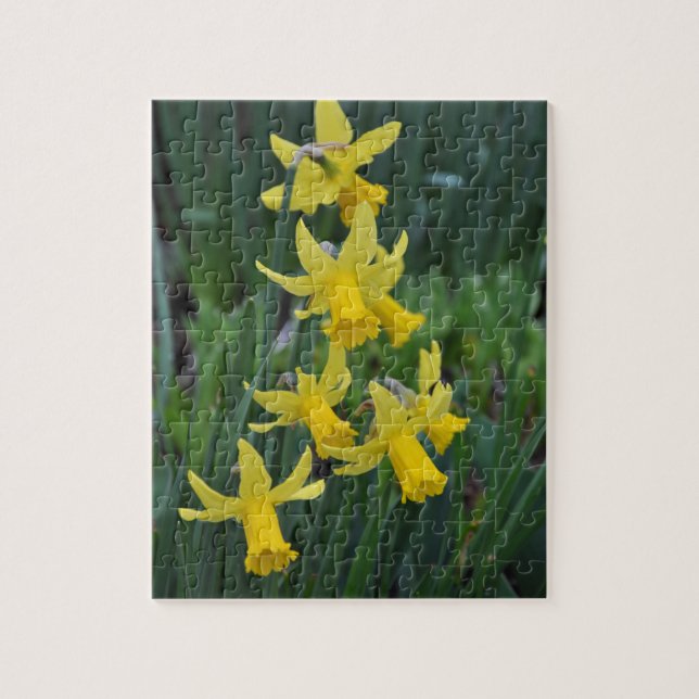 Puzzle Daffodiques de printemps (Vertical)