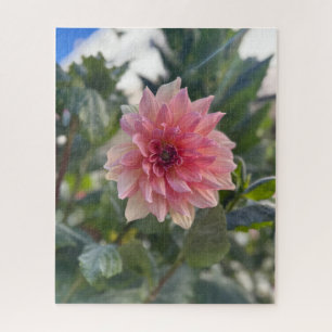 Puzzle Dahlia rose, Palo Alto