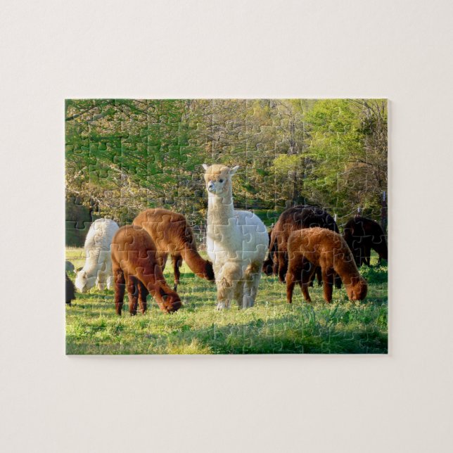 Puzzle d'alpaga avec la boîte-cadeau (Horizontal)