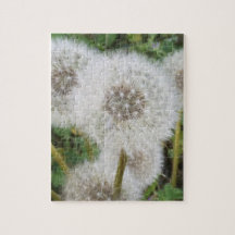 Dandelions