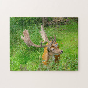Puzzle Dans la clandestinité - petit cerf - photographie