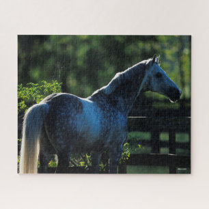 Puzzle Dapple Grey Hanoverian Stallion Standing