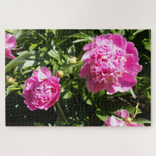 Puzzle Dark rose peonies