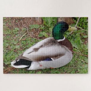 Puzzle de canard à tête verte