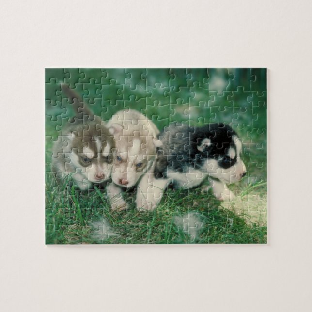 Puzzle de chien de chiots de chien de traîneau (Horizontal)