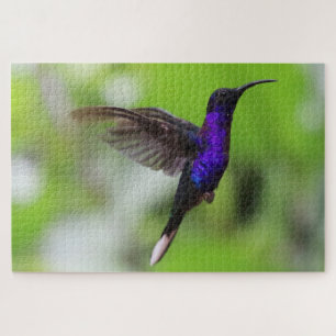 Puzzle de colibri