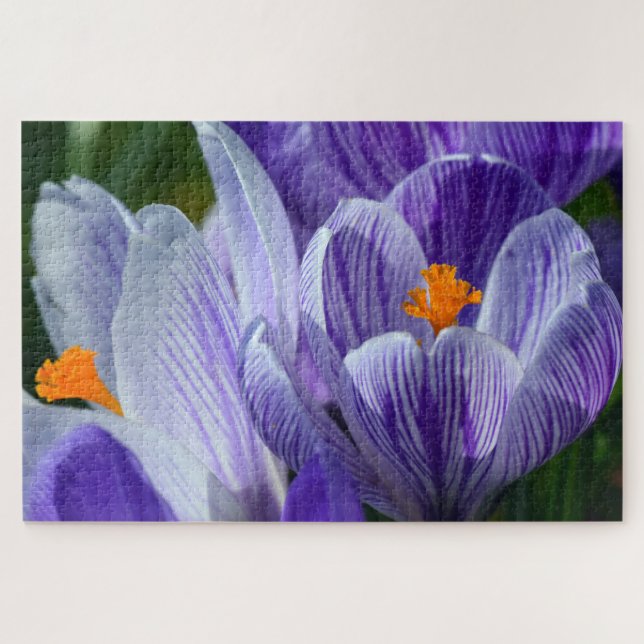 puzzle de crocus (Horizontal)