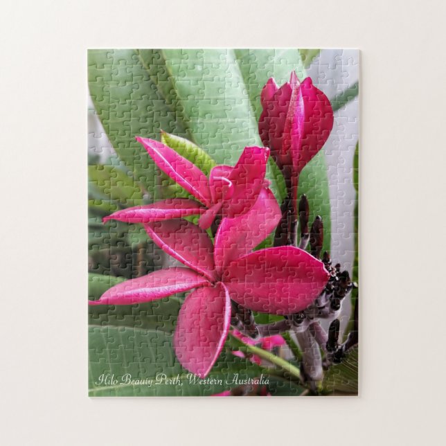 Puzzle de Frangipani : Beauté de Hilo (Vertical)