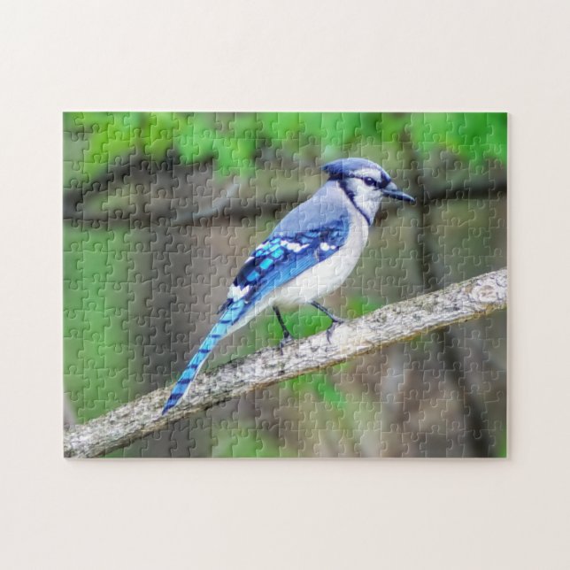 Puzzle de geai bleu (Horizontal)