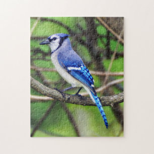 Puzzle de geai bleu