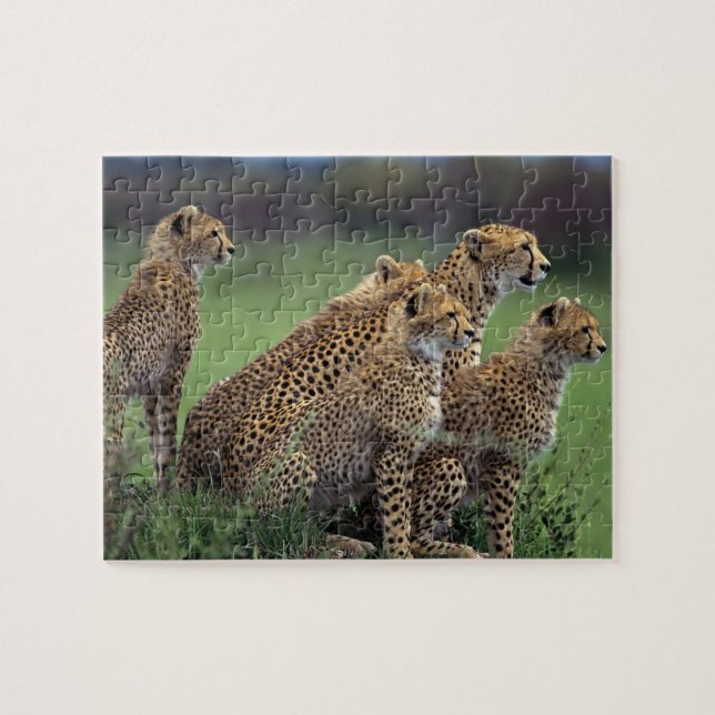 Puzzle de guépards (Horizontal)