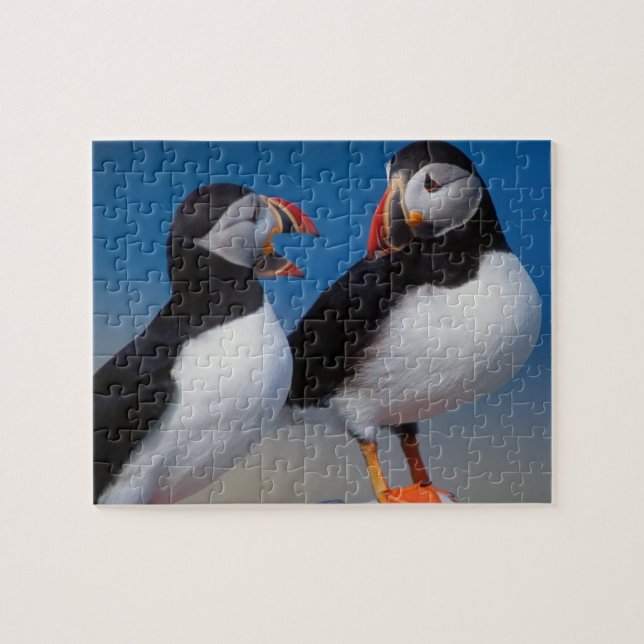 Puzzle de jeu de macareux (Horizontal)
