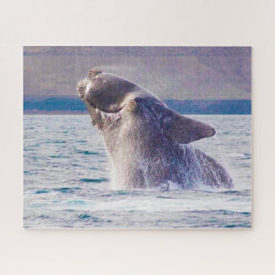 Puzzle de la baleine franche