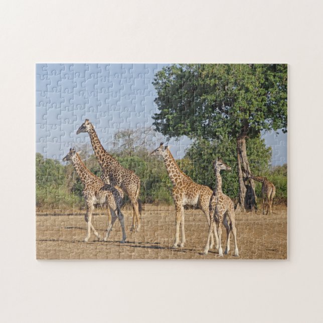 Puzzle de la famille Giraffe (Horizontal)