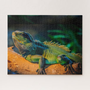 Puzzle de la faune d'Iguana