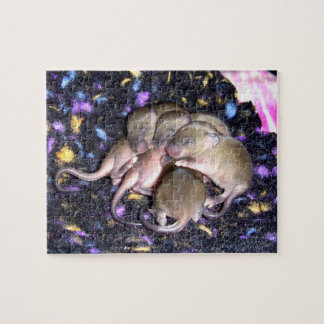 Puzzle de la souris : souris Agouti bébé