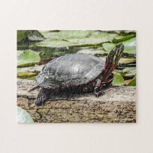 Puzzle de la Tortue Peinte
