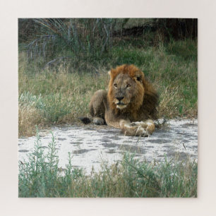 Puzzle de Lion africain 20 x 20