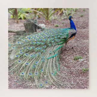 Puzzle de paon