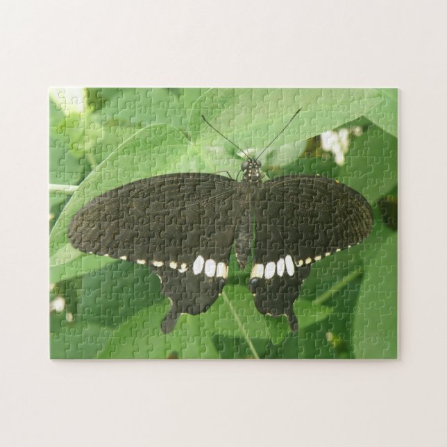 Puzzle de papillon mormon commun (Horizontal)