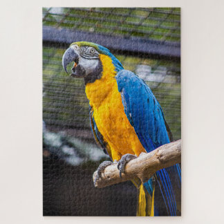 Puzzle de perroquet