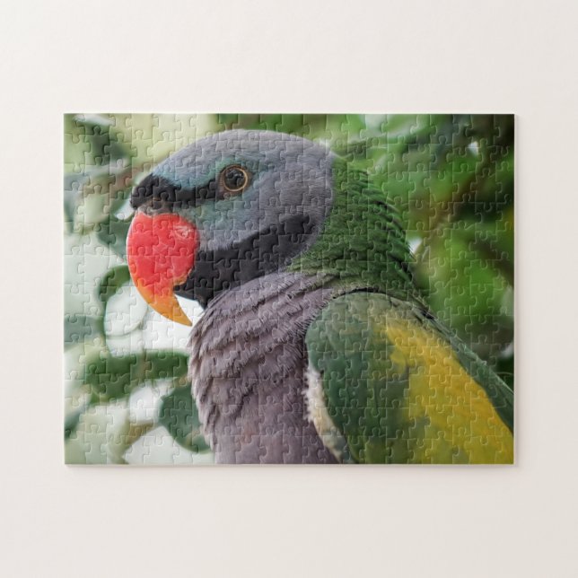 Puzzle de Perruche de Derby (Horizontal)