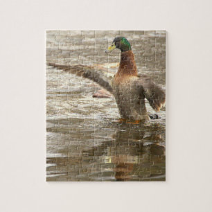 Puzzle de photo de canard colvert