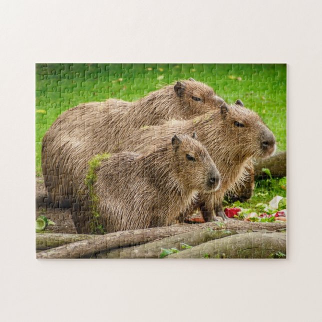 Puzzle de photo de famille de Capybara (Horizontal)