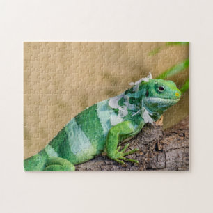 Puzzle de photo d'iguane
