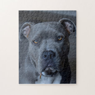Puzzle de Pitbull