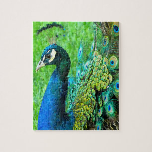 Puzzle de rayonnement de paon