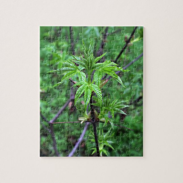 Puzzle de semis de Buckeye en Californie (Vertical)