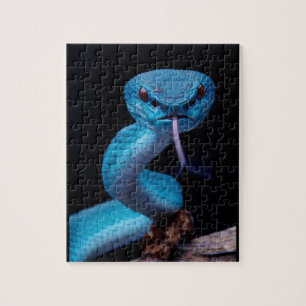 Puzzle de serpent à vigne bleu