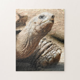 Puzzle de tortue