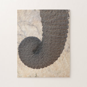 Puzzle de tronc éléphant